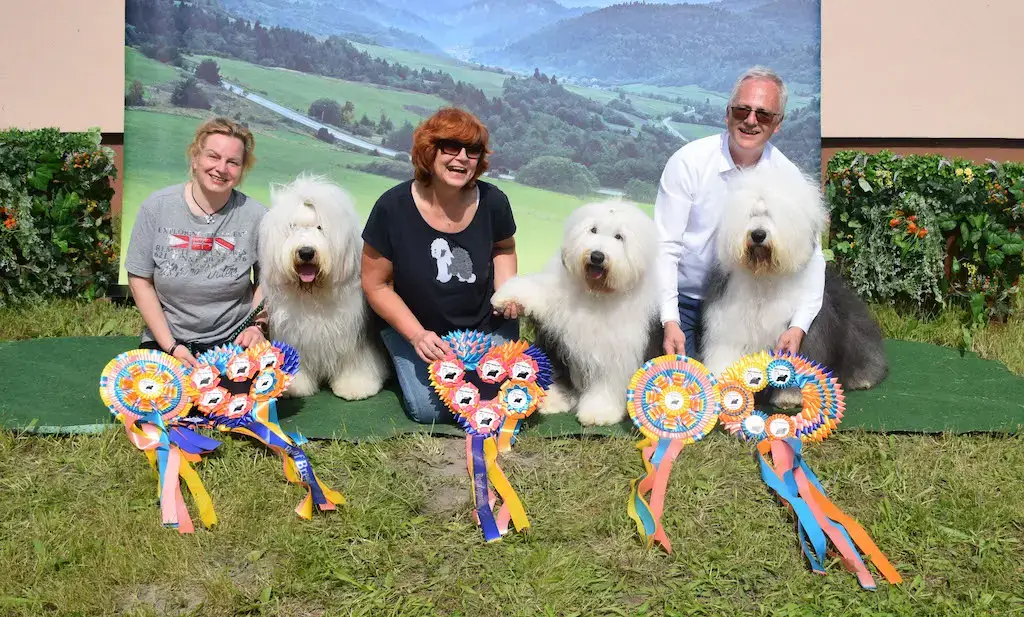 Špeciálna výstava Bobtail & Bearded collie klubu Shaggy Edition